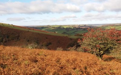 5 Non-food Tips To Improve Your Gut Health