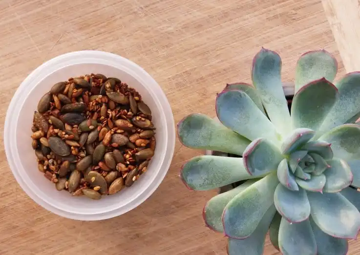 small plastic round tub with various mixed seeds. Next to it on the wooden table is a small succulent plant.