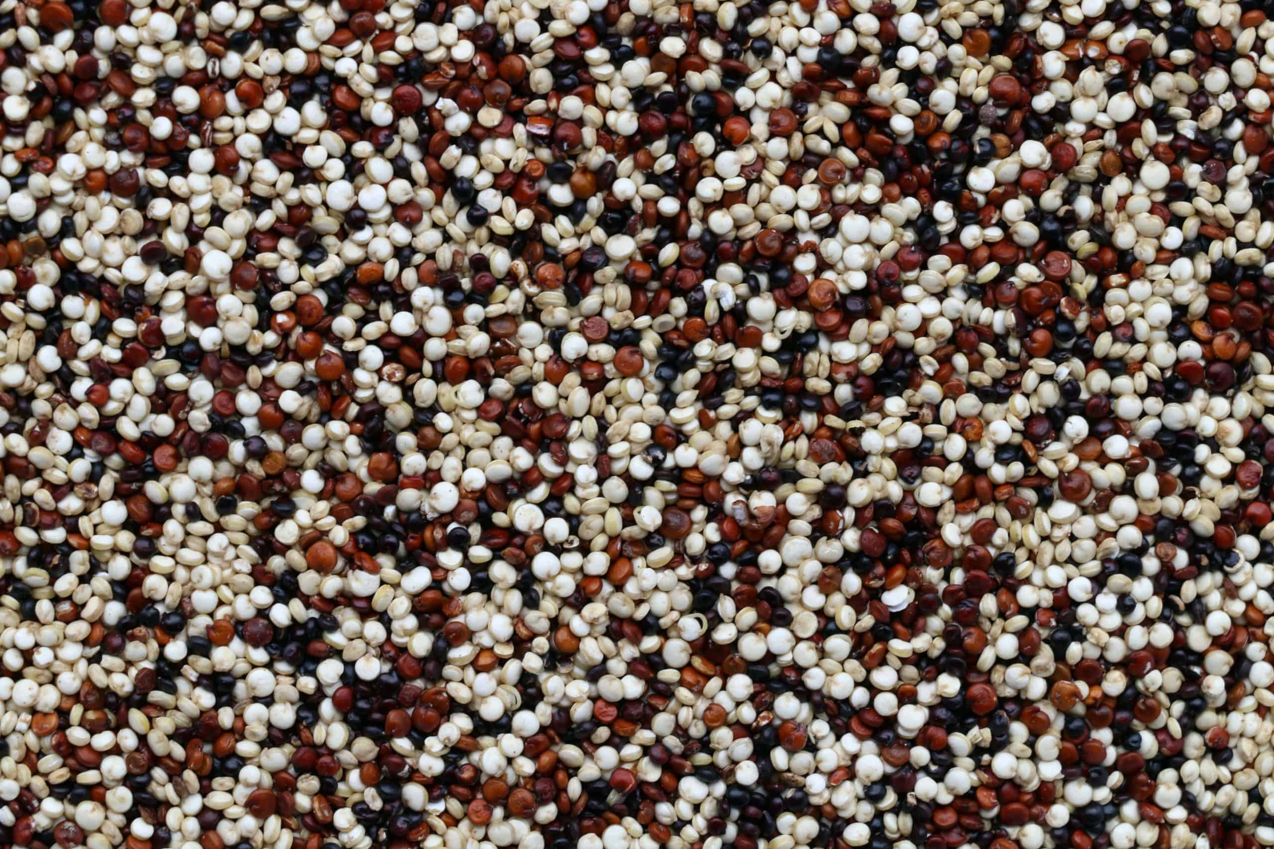 close up of quinoa grains mixed dark and white